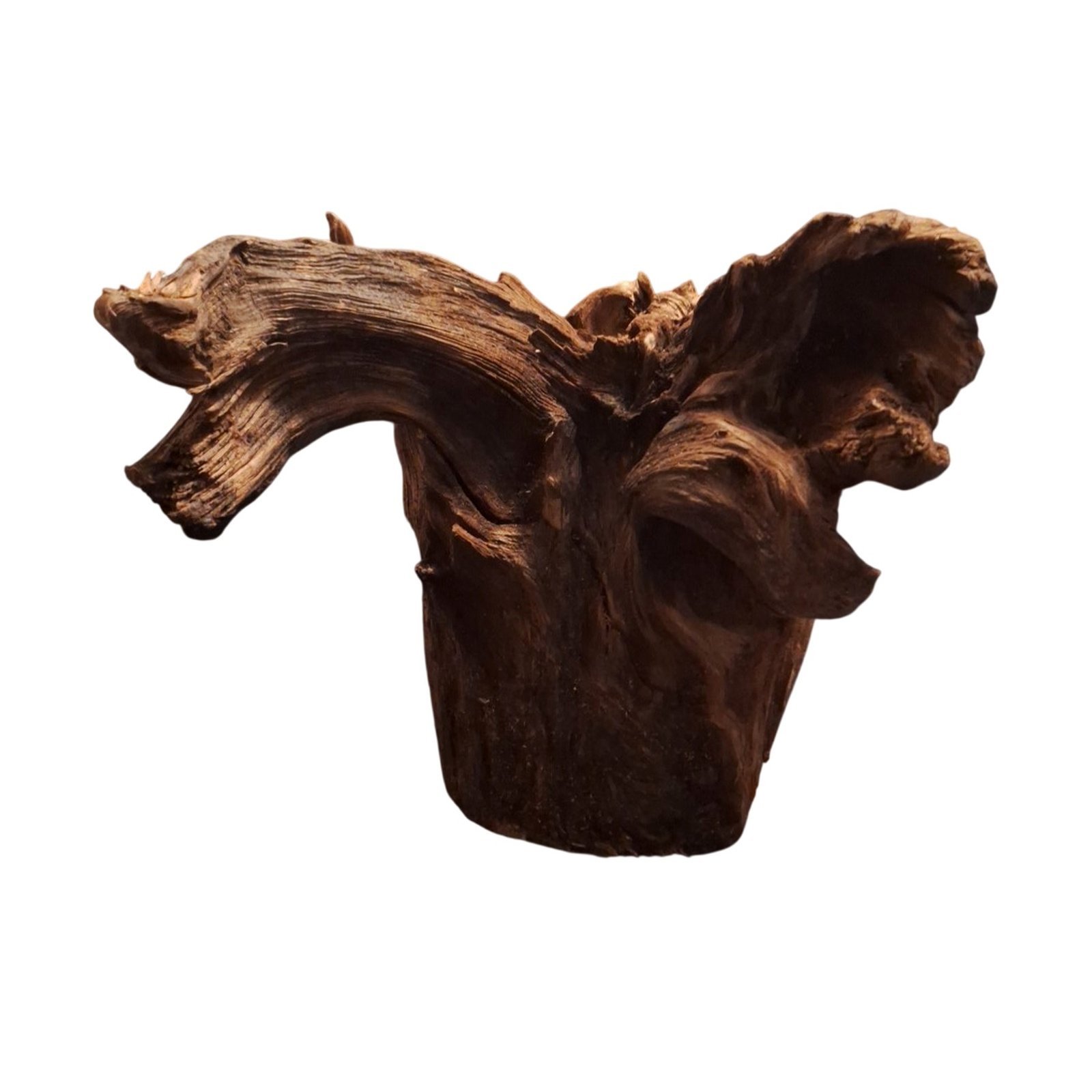 Tuskwood Akvarierot WYSIWYG Äkta Bogwood Unik 34 cm P082622 - obrazek 8
