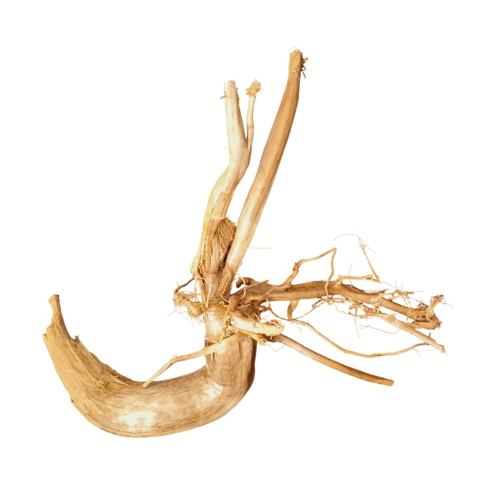 Tuskwood Aquarienwurzel aus echtem Moorholz, 70 cm, P092618