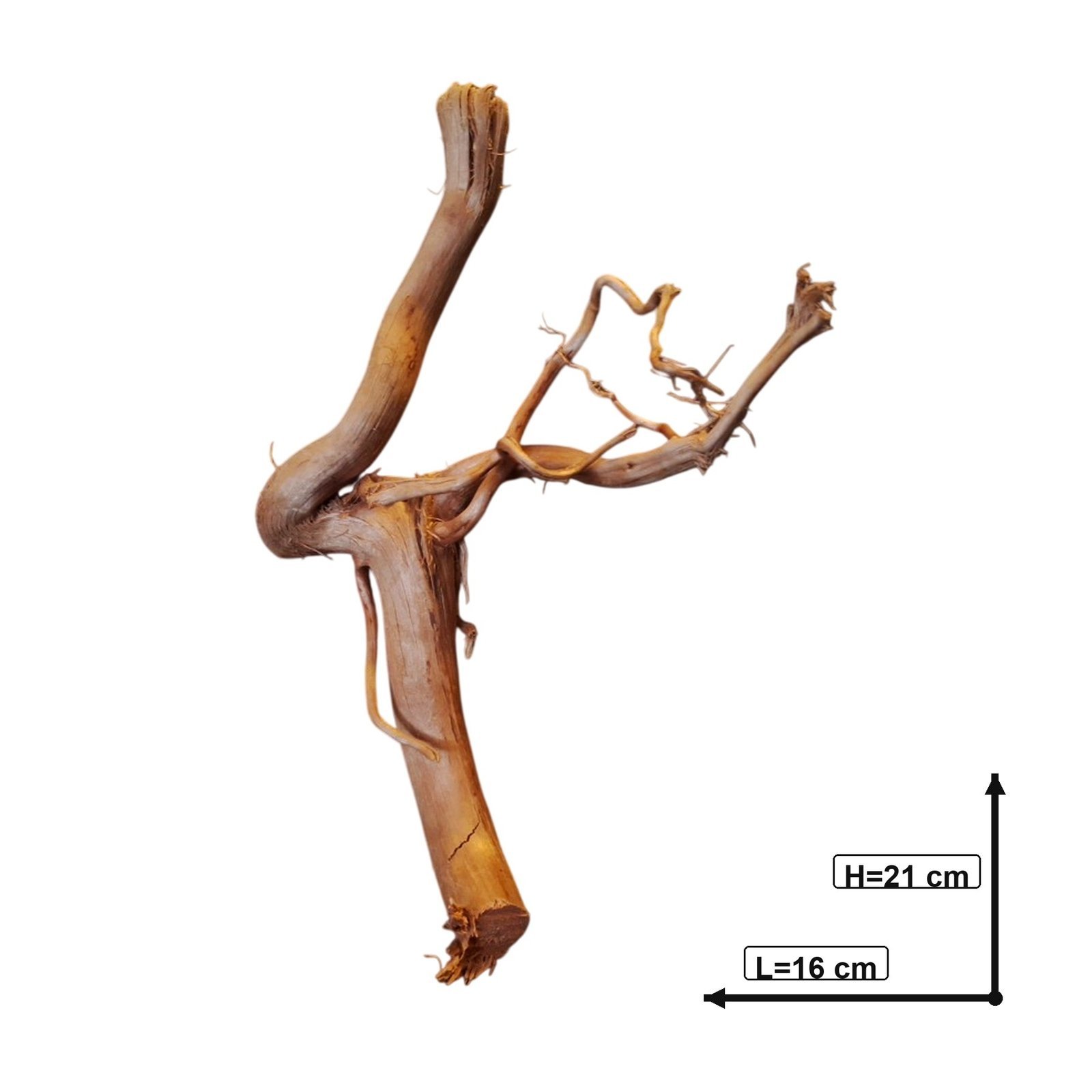 Tuskwood Akvarierot WYSIWYG Äkta Bogwood Unik 21 cm P092621 - obrazek 3