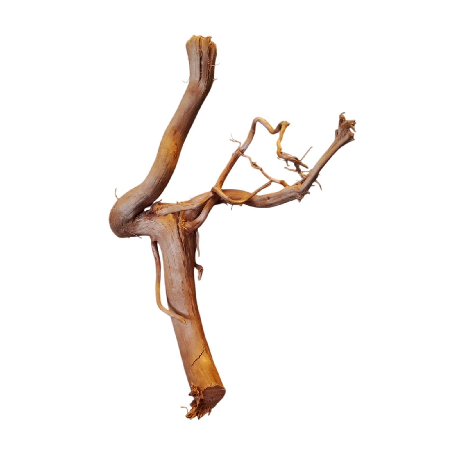 Tuskwood Akvarierot WYSIWYG Äkta Bogwood Unik 21 cm P092621 - obrazek 6