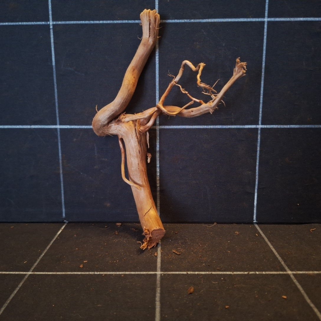 Tuskwood Akvarierot WYSIWYG Äkta Bogwood Unik 21 cm P092621 - obrazek 4