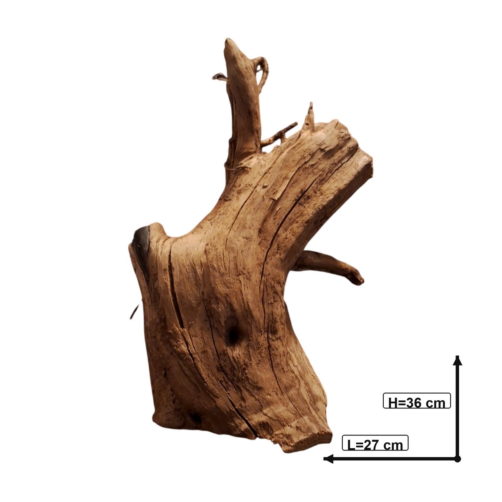 Tuskwood Akvarierot WYSIWYG Äkta Bogwood Unik 36 cm P092622 – Bild 3