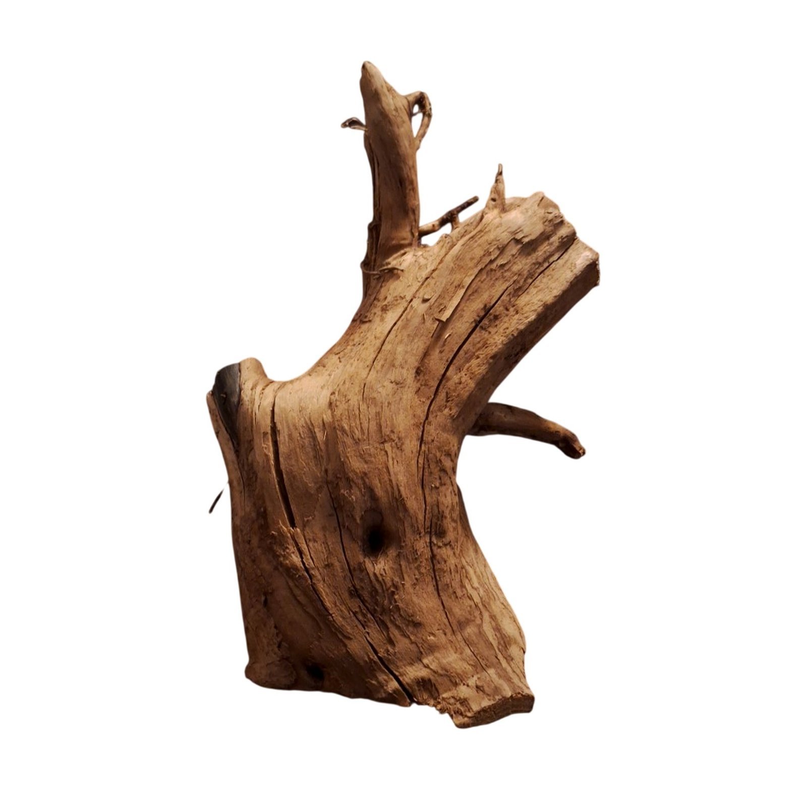 Tuskwood Akvarierot WYSIWYG Äkta Bogwood Unik 36 cm P092622 – Bild 7