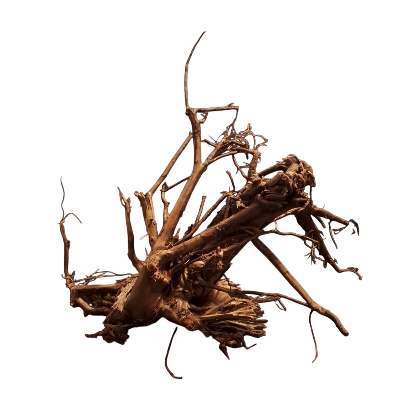 Tuskwood Akvarierot WYSIWYG Äkta Bogwood Unik 31 cm P102622 - Afbeelding 6