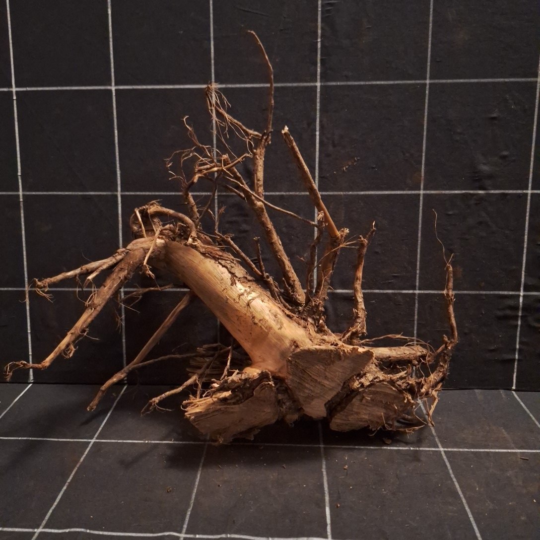 Tuskwood Akvarierot WYSIWYG Äkta Bogwood Unik 31 cm P102622 - Afbeelding 5
