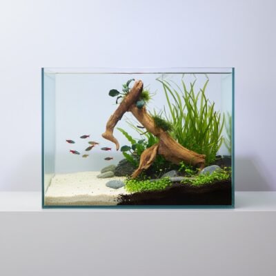 Aquascape-exempel med Tuskwood akvarierot äkta bogwood 30 cm P112619