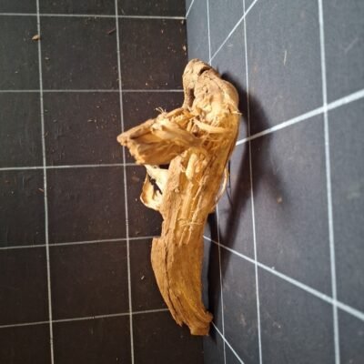 Tuskwood akvarierot äkta bogwood 30 cm P112619 sedd ovanifrån