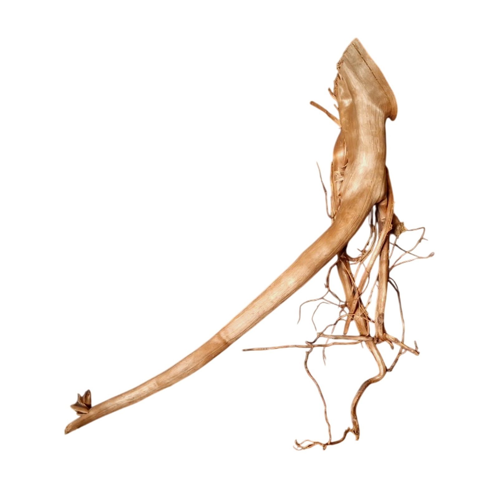 Tuskwood Akvarierot WYSIWYG Äkta Bogwood Unik 45 cm P112620 – Bild 6