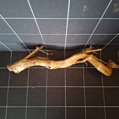 Tuskwood akvarierot äkta bogwood 57 cm P122619 sedd ovanifrån