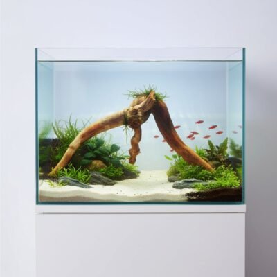 Tuskwood Aquarienwurzel aus echtem Moorholz, 42 cm, P132618