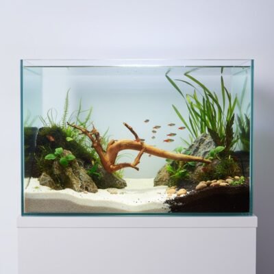 Aquascape-exempel med Tuskwood akvarierot äkta bogwood 46 cm P132619
