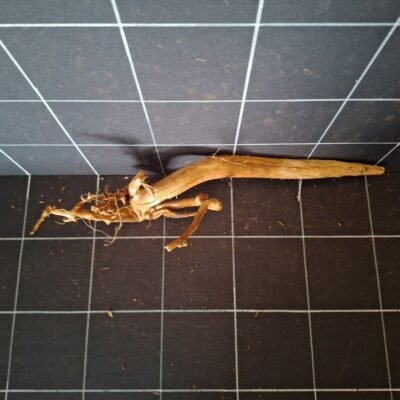 Tuskwood akvarierot äkta bogwood 46 cm P132619 sedd ovanifrån