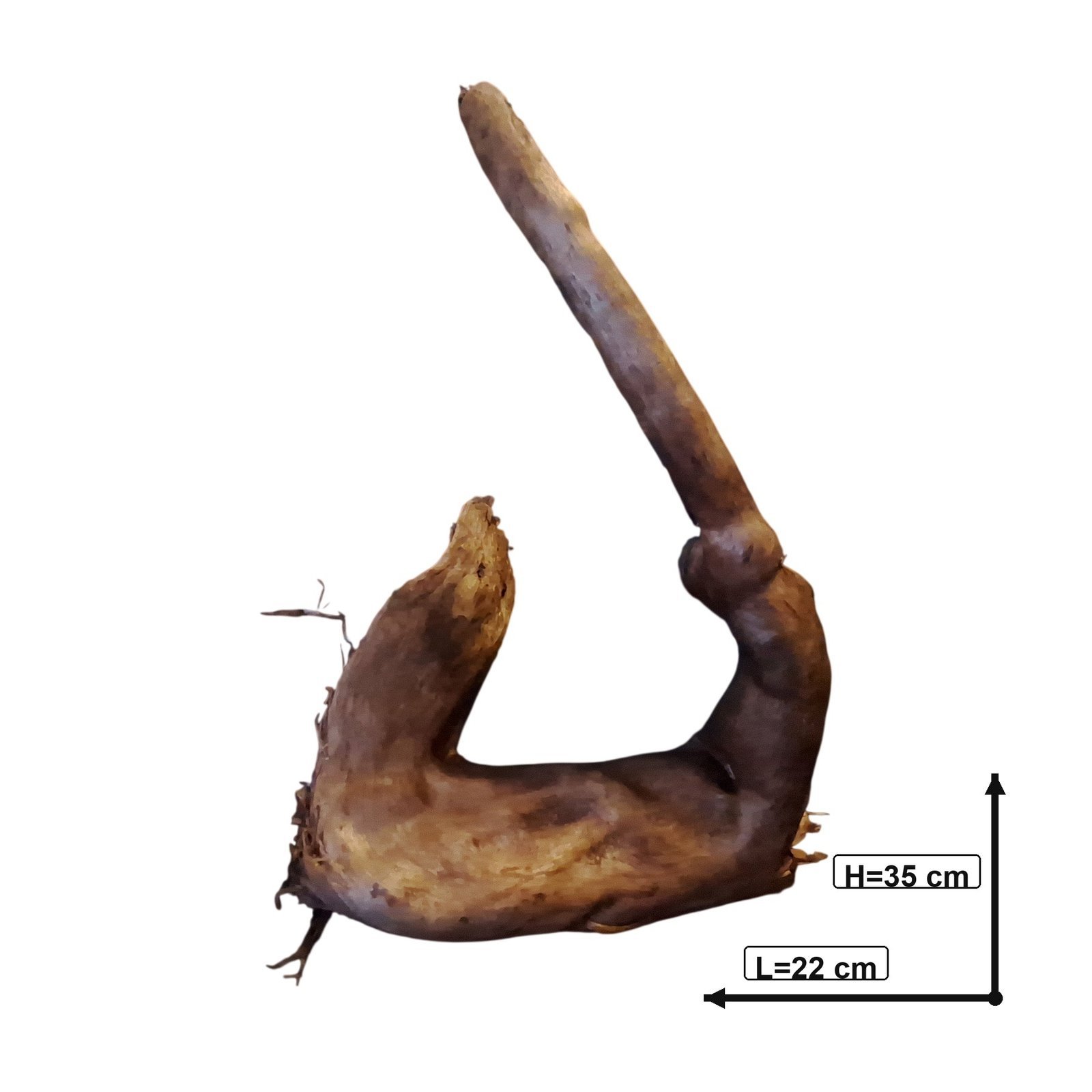 Tuskwood Akvarierot WYSIWYG Äkta Bogwood Unik 35 cm P132621 - Afbeelding 3