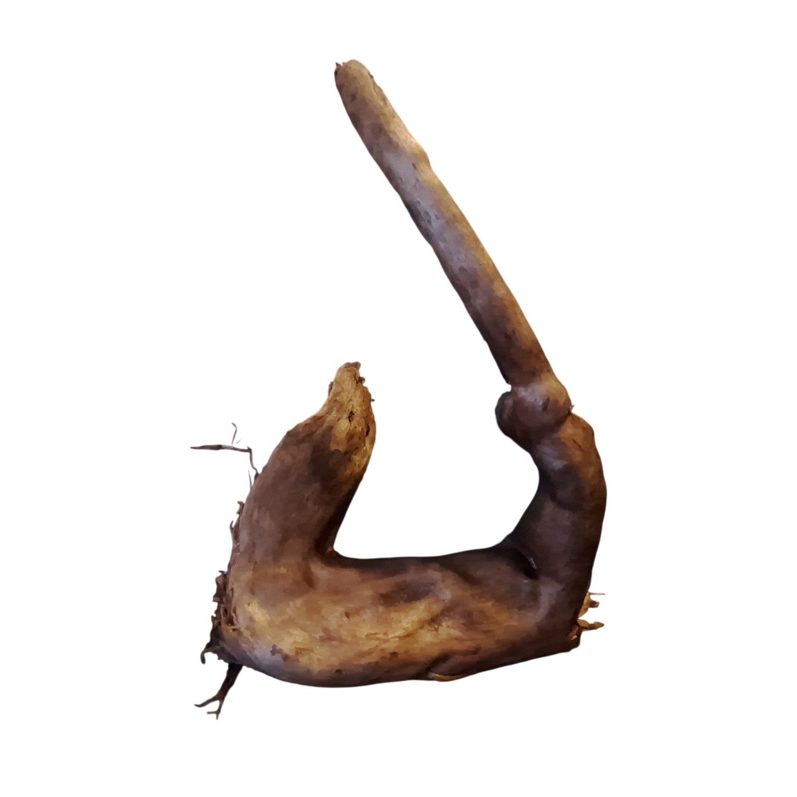 Tuskwood Akvarierot WYSIWYG Äkta Bogwood Unik 35 cm P132621 - Afbeelding 7