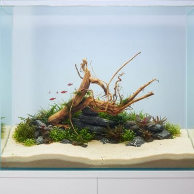 Tuskwood Aquarienwurzel aus echtem Moorholz, 55 cm, P142618