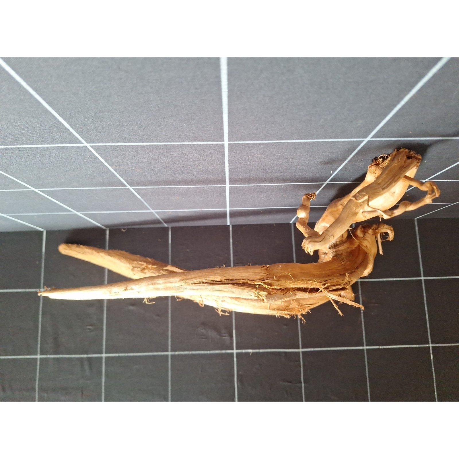 Tuskwood akvarierot i äkta bogwood, 47 cm, P152618
