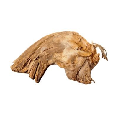 Frilagd Tuskwood akvarierot WYSIWYG äkta bogwood 27 cm P152619 mot vit bakgrund