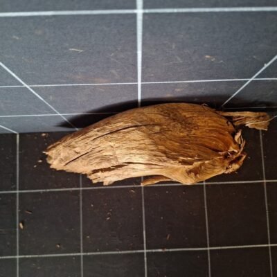 Tuskwood akvarierot äkta bogwood 27 cm P152619 sedd ovanifrån