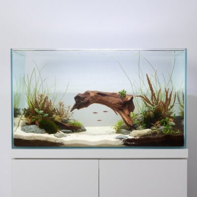 Aquascape-Beispiel mit Tuskwood Moorkienwurzel im Aquarium 35 cm P162619