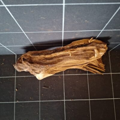 Draufsicht der Tuskwood Moorkienwurzel für das Aquarium 35 cm P162619