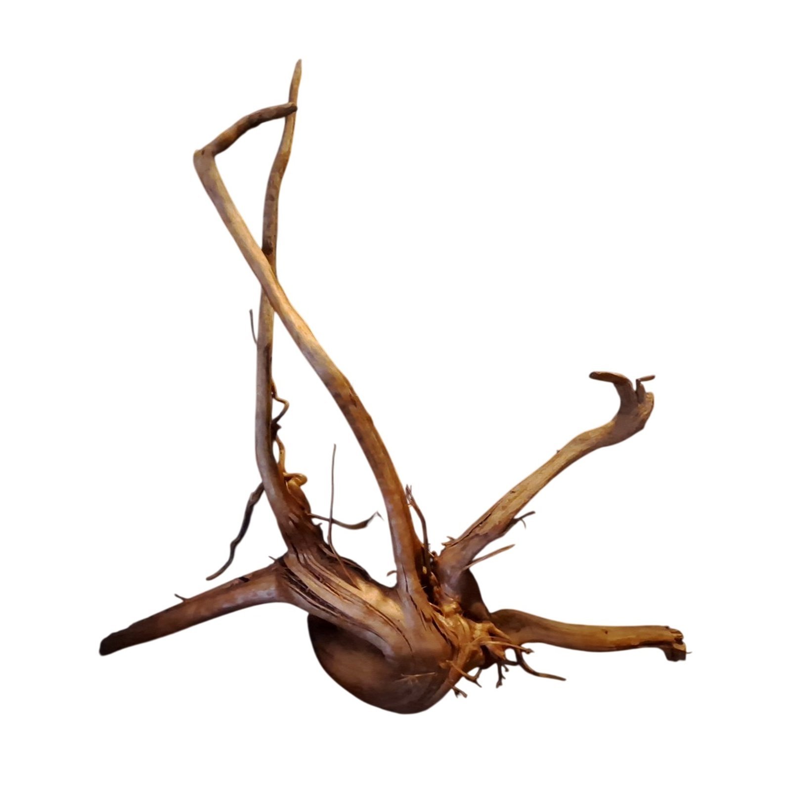 Tuskwood Akvarierot WYSIWYG Äkta Bogwood Unik 60 cm P162621 – Bild 6