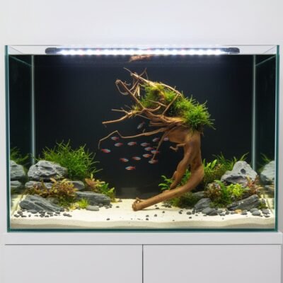 Tuskwood Aquarienwurzel aus echtem Moorholz, 58 cm, P172618
