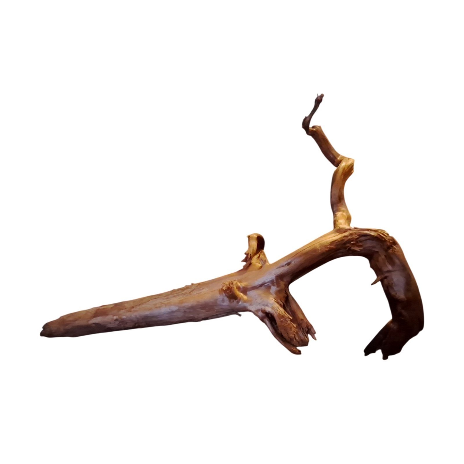 Tuskwood Akvarierot WYSIWYG Äkta Bogwood Unik 54 cm P172621 - Afbeelding 6