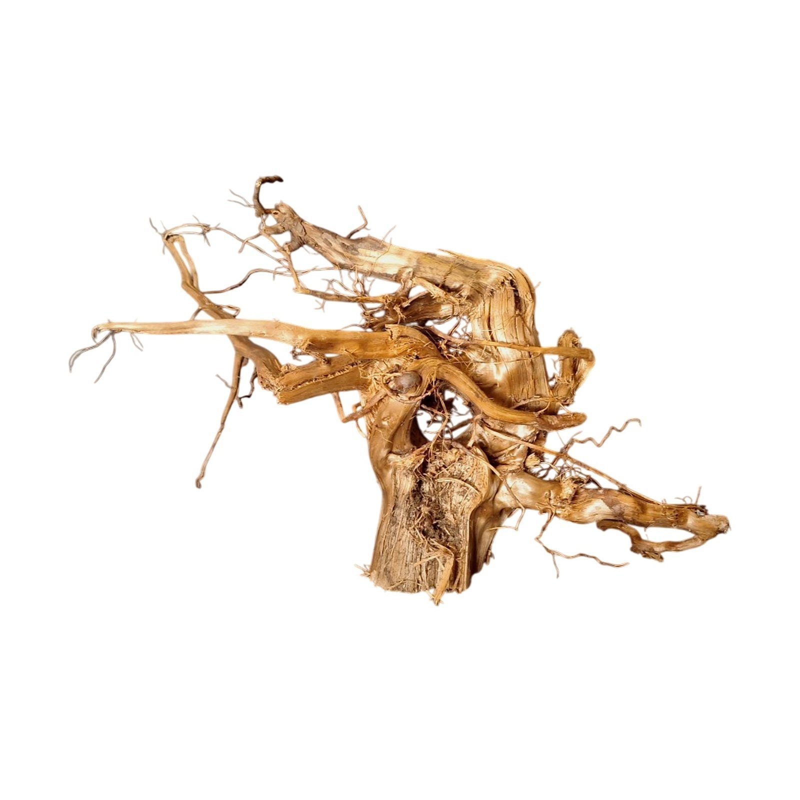 Frilagd Tuskwood akvarierot WYSIWYG äkta bogwood 34 cm P182619 mot vit bakgrund