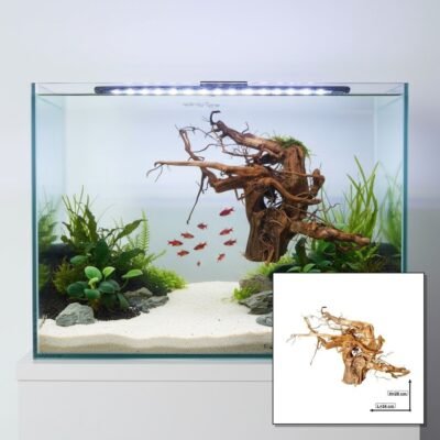 Tuskwood korzeń akwariowy WYSIWYG prawdziwe drewno bagienne 34 cm P182619 w kolażu aquascape