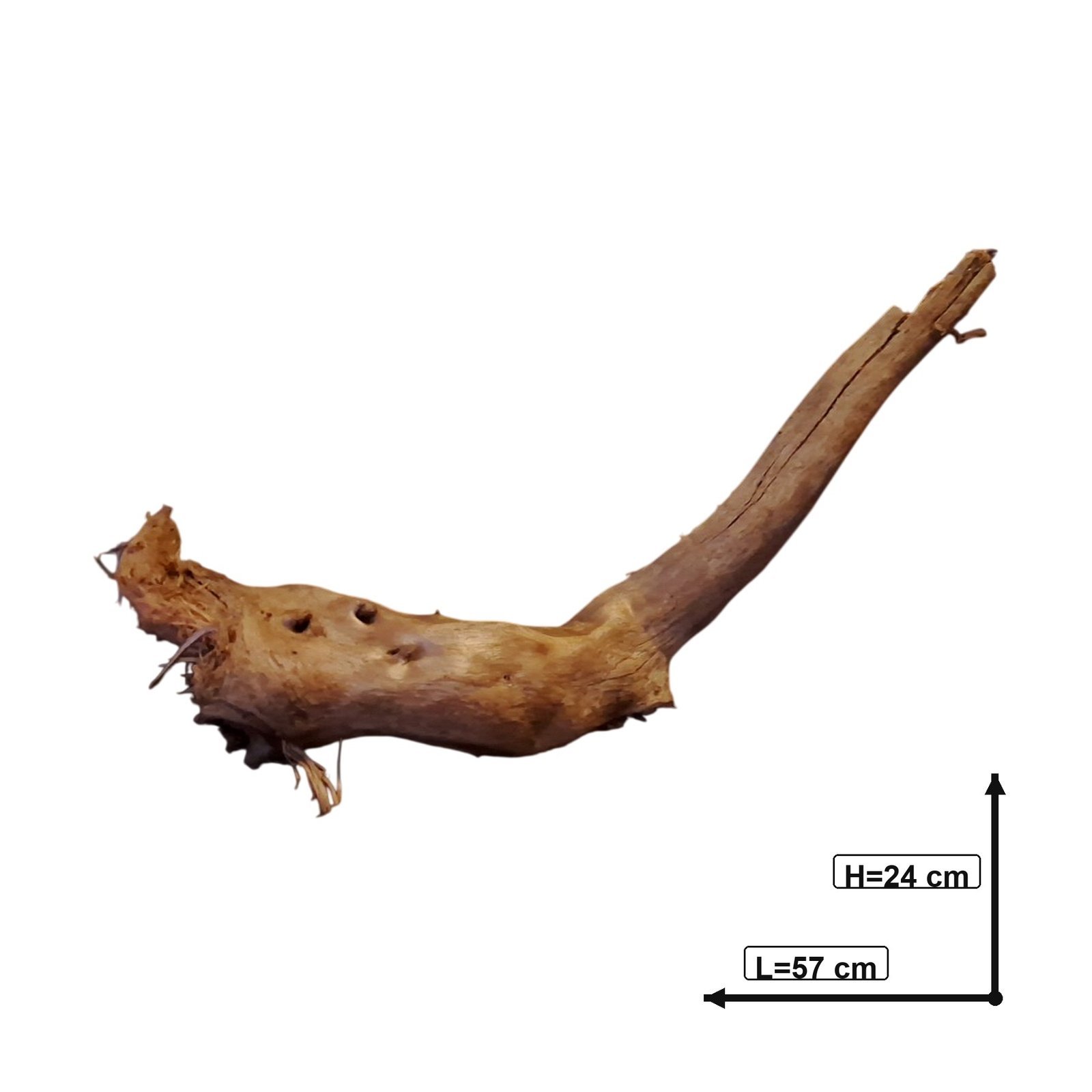 Tuskwood Akvarierot WYSIWYG Äkta Bogwood Unik 57 cm P182621 - Billede 3