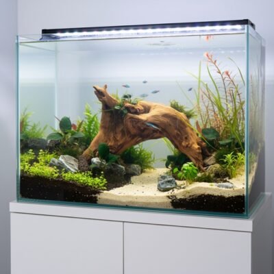 Aquascape-exempel med Tuskwood akvarierot äkta bogwood 48 cm P192619