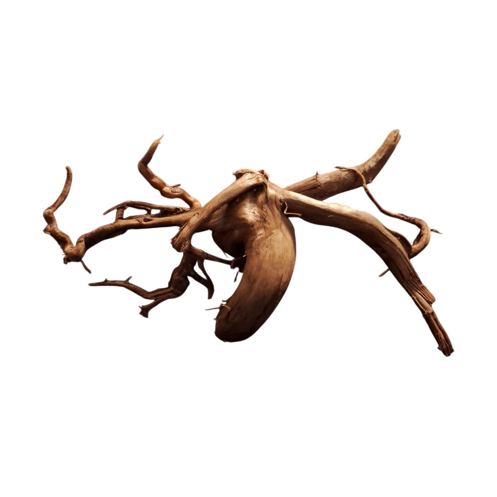 Tuskwood Akvarierot WYSIWYG Äkta Bogwood Unik 50 cm P202622 - Image 6