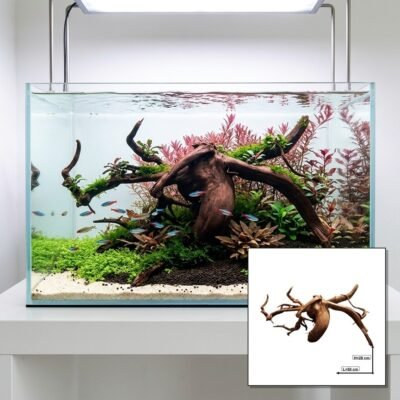 Tuskwood Akvarierot WYSIWYG Äkta Bogwood Unik 50 cm P202622