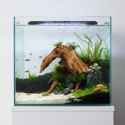 Aquascape-exempel med Tuskwood akvarierot äkta bogwood 24 cm P222619