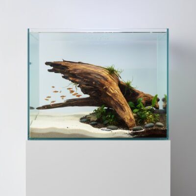 Tuskwood Aquarienwurzel aus echtem Moorholz, 56 cm, P232618