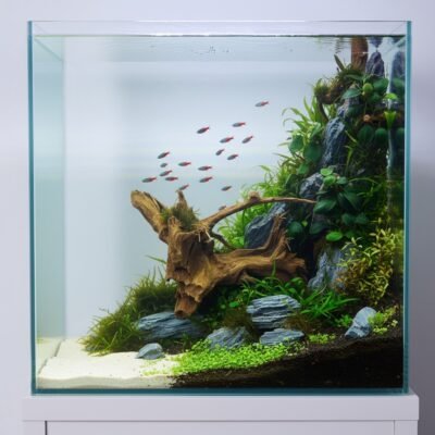 Tuskwood akvaariojuuri aidosta suopuusta, 69 cm, P242618