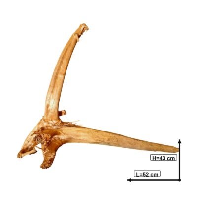 Måttsatt bild av Tuskwood akvarierot äkta bogwood 52 cm P242619