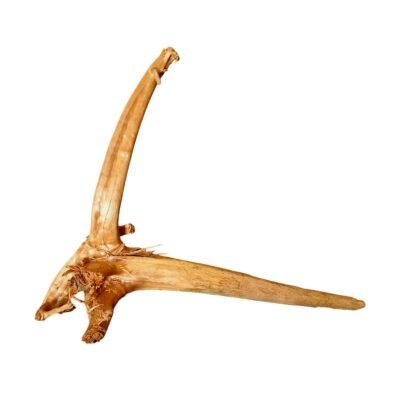Frilagd Tuskwood akvarierot WYSIWYG äkta bogwood 52 cm P242619 mot vit bakgrund