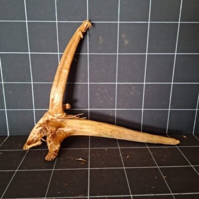 Tuskwood akvarierot äkta bogwood 52 cm P242619 sedd framifrån
