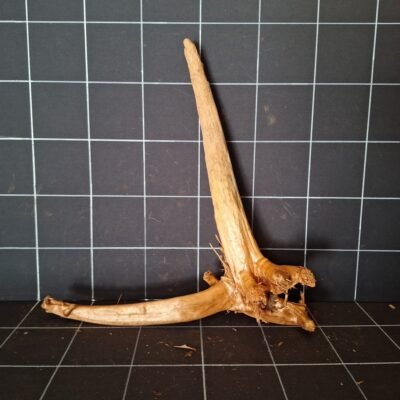 Tuskwood akvarierot äkta bogwood 52 cm P242619 sedd bakifrån