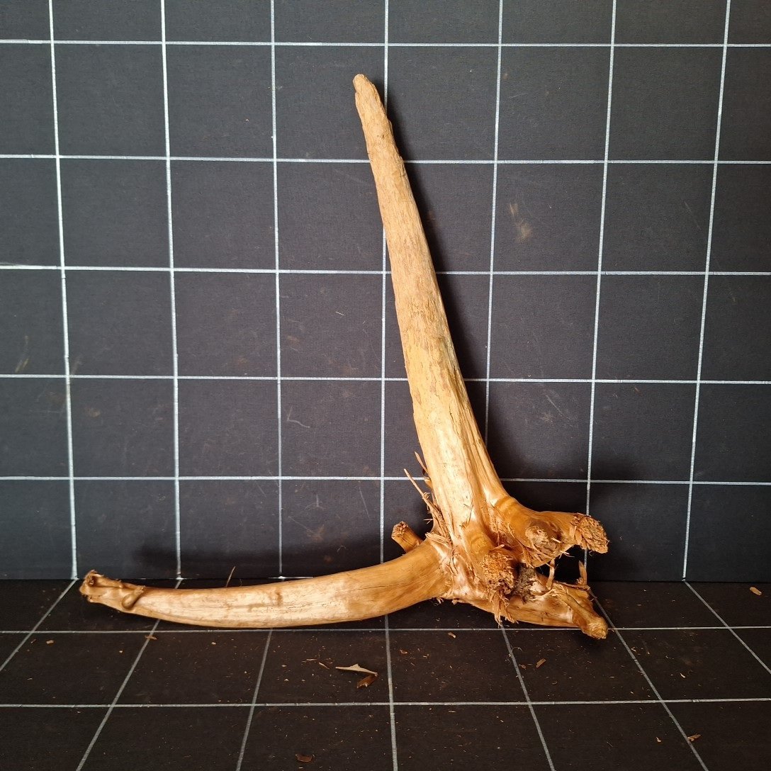 Tuskwood akvarierot äkta bogwood 52 cm P242619 sedd bakifrån