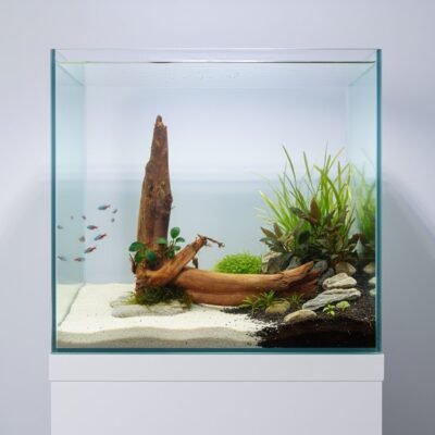 Aquascape-exempel med Tuskwood akvarierot äkta bogwood 47 cm P252619