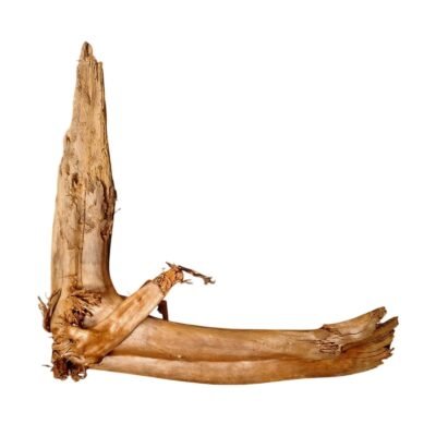 Frilagd Tuskwood akvarierot WYSIWYG äkta bogwood 47 cm P252619 mot vit bakgrund