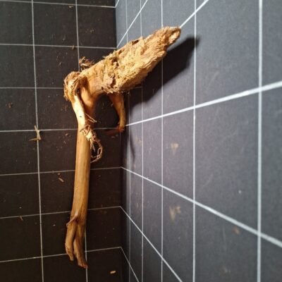 Tuskwood akvarierot äkta bogwood 47 cm P252619 sedd ovanifrån