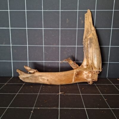 Tuskwood akvarierot äkta bogwood 47 cm P252619 sedd bakifrån
