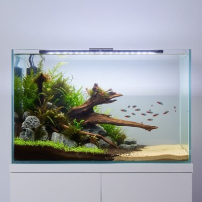 Tuskwood korzeń akwariowy z prawdziwego drewna bagiennego, 70 cm, P262618