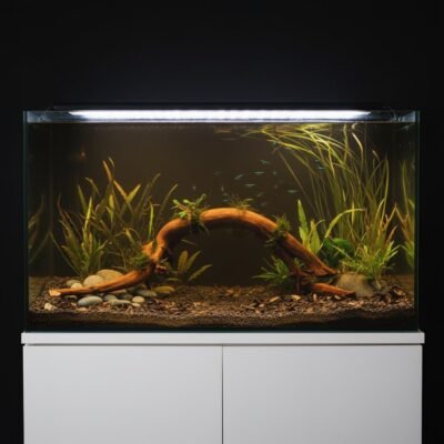 Aquascape przykład z Tuskwood korzeń akwariowy prawdziwe drewno bagienne 60 cm P262619
