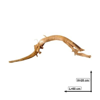Zmierzony obraz Tuskwood korzeń akwariowy prawdziwe drewno bagienne 60 cm P262619