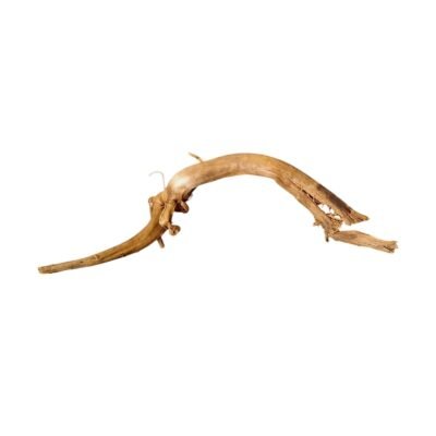 Wolnostojący korzeń akwariowy Tuskwood WYSIWYG prawdziwe drewno bagienne 60 cm P262619 na białym tle