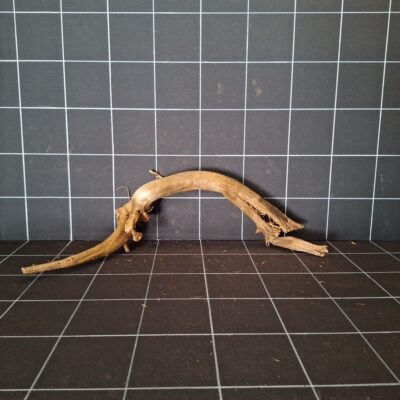 Tuskwood korzeń akwariowy z prawdziwego drewna bagiennego 60 cm P262619 widziany z przodu